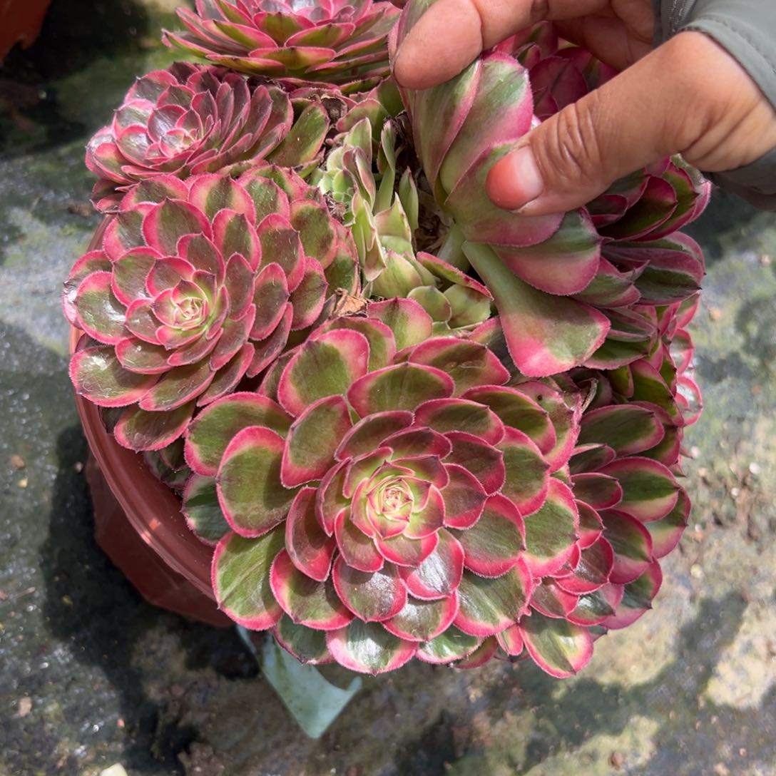 平*4093海神多肉植物