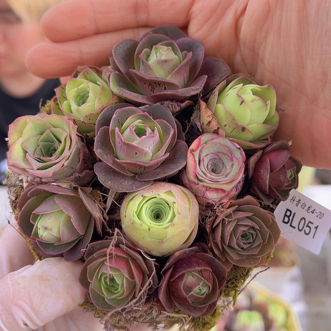 bl051。   玫瑰混花篮