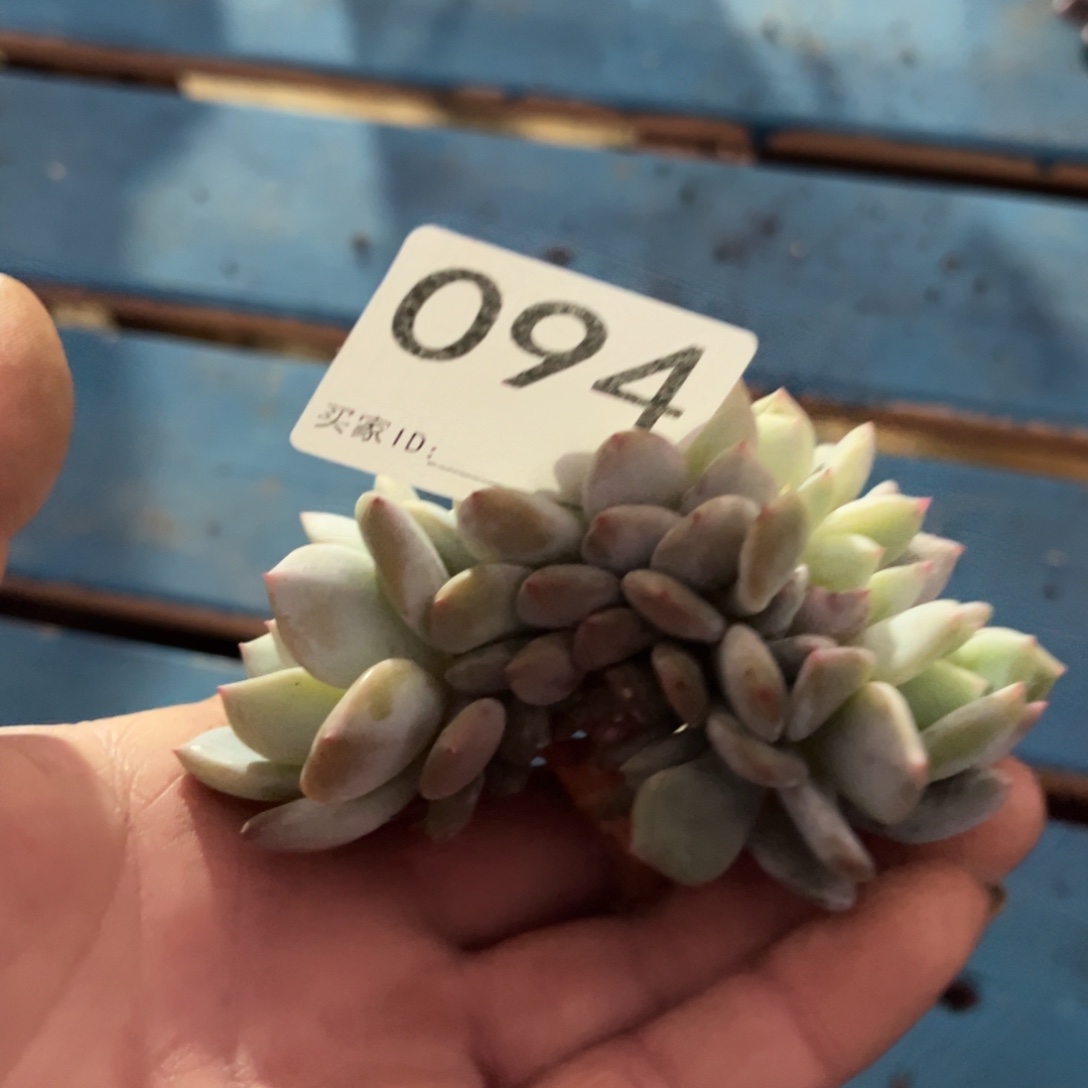 094橙梦露橙梦露橙梦露