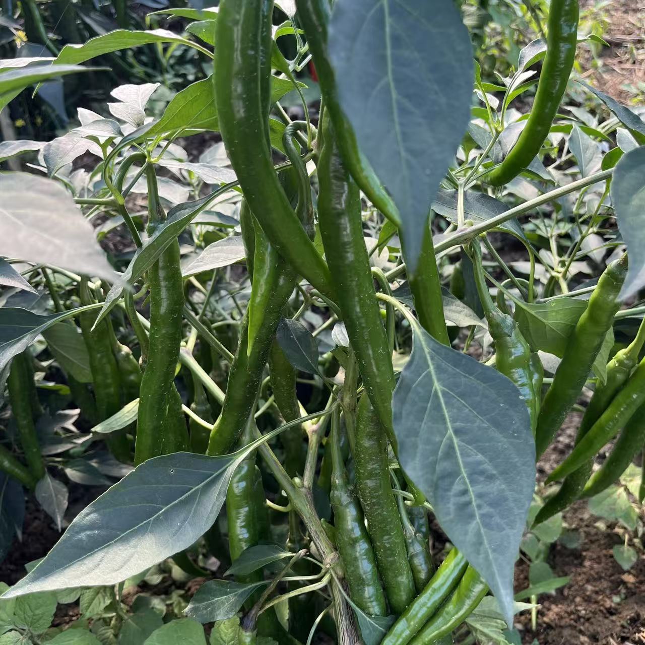 贵州农家自种二荆条线椒新鲜现摘现发薄皮青线椒