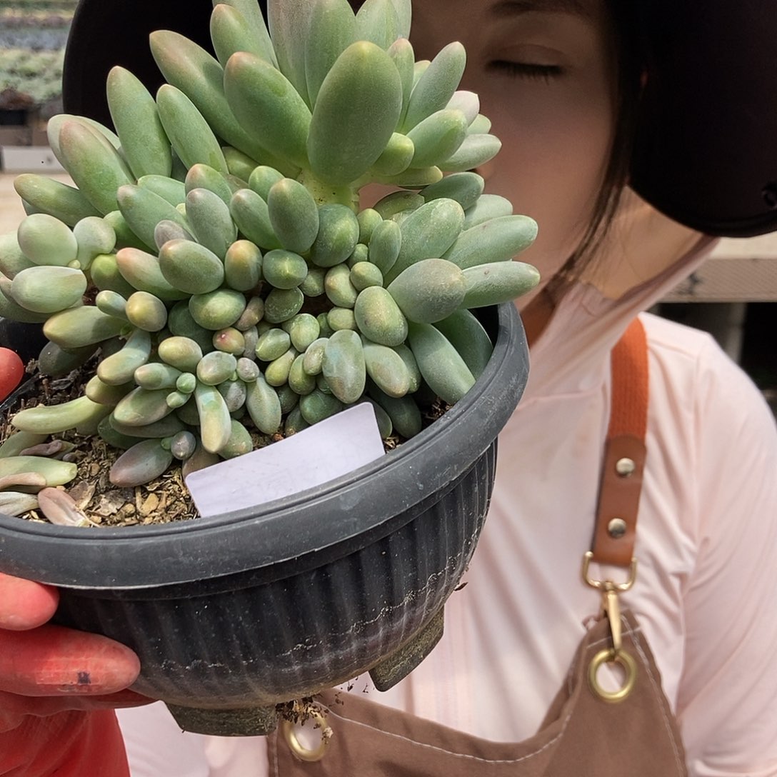 8-75 一物一拍直播间为准