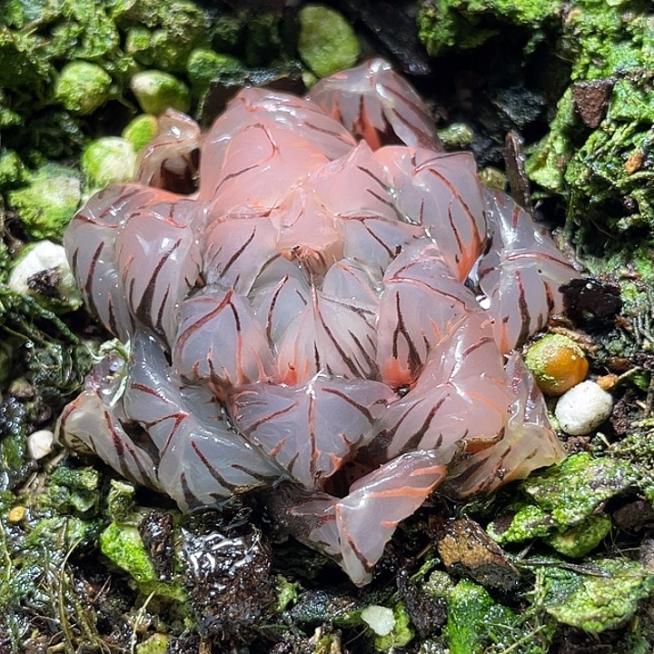 589水中月锦特选福利
