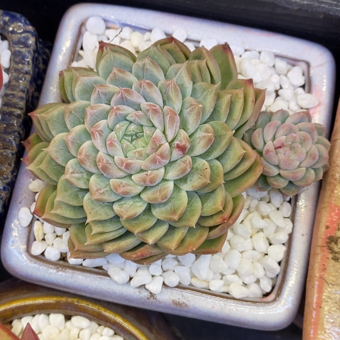 叠叶暗纹多肉植物盆栽