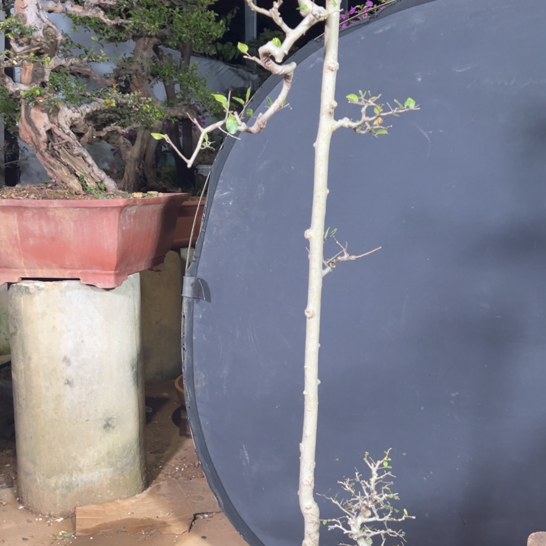 风***丶无花朵11111111111