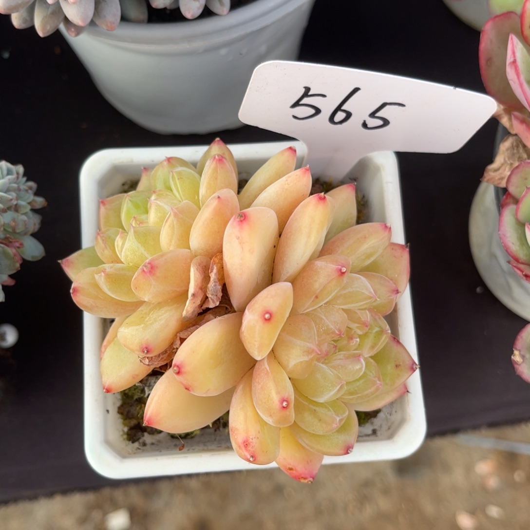 老阿姨花卉一物一拍565