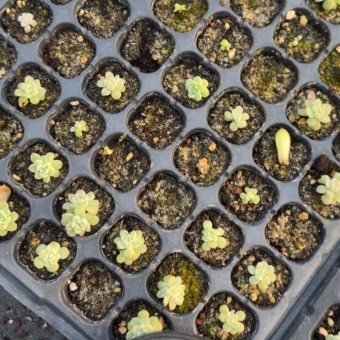 水果糖C 穴一个满25包邮