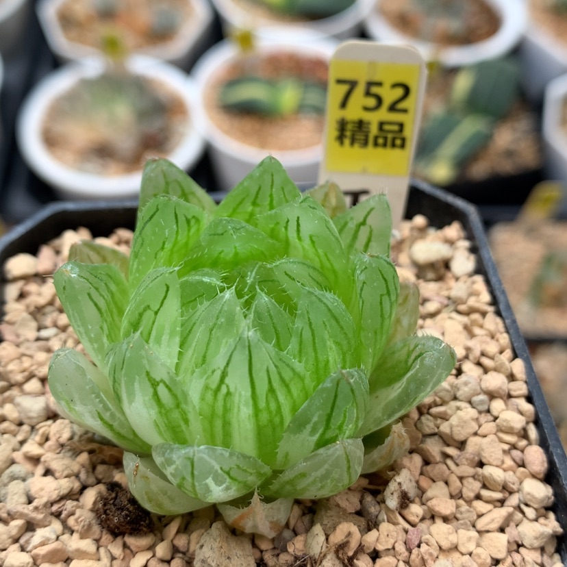 【闪购商品】752樱水晶锦满15包邮