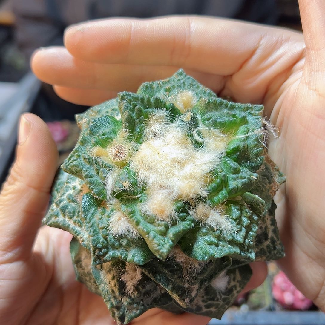 晚1号苗接无根辛盾龟9公分