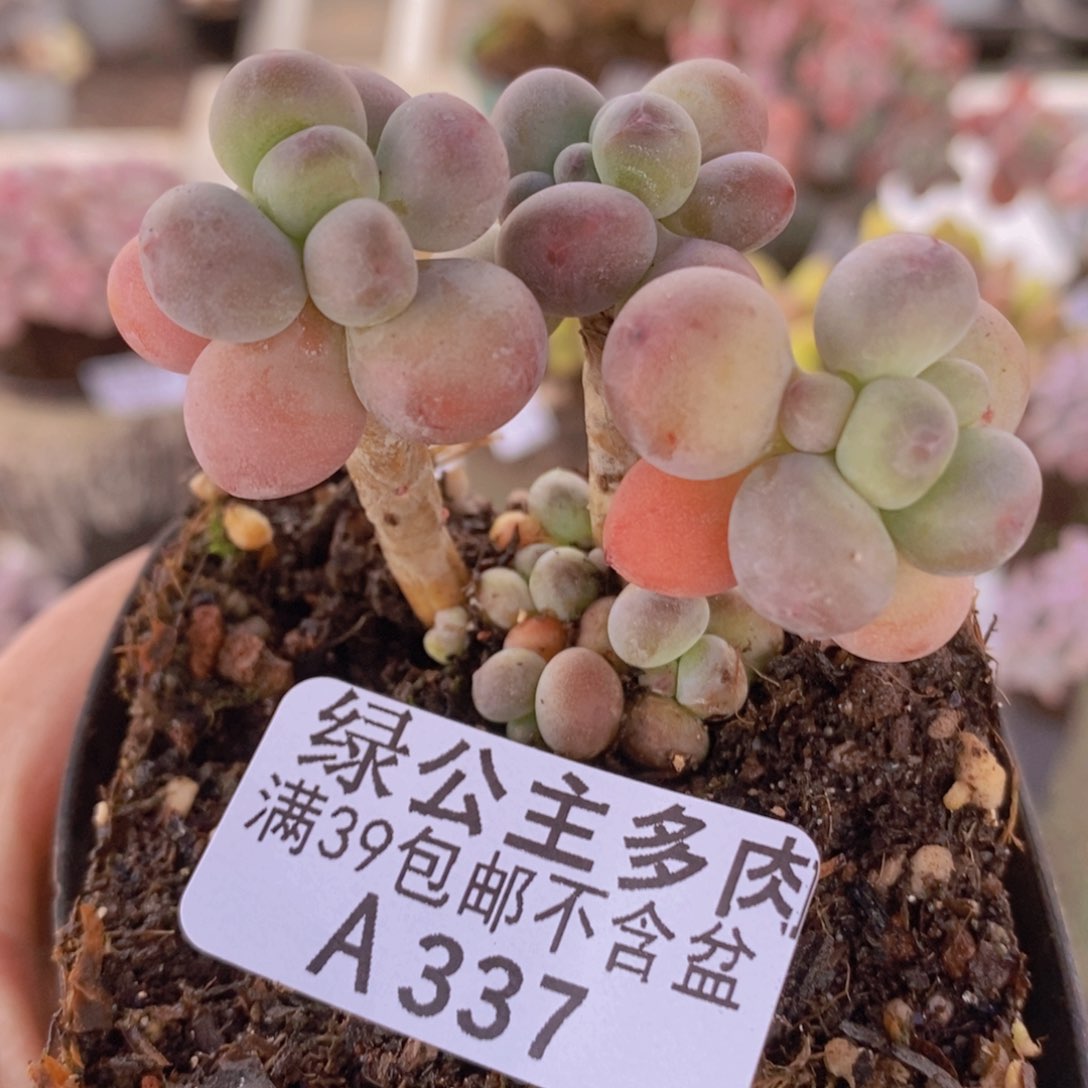一代苹果奶5cm337多肉植物