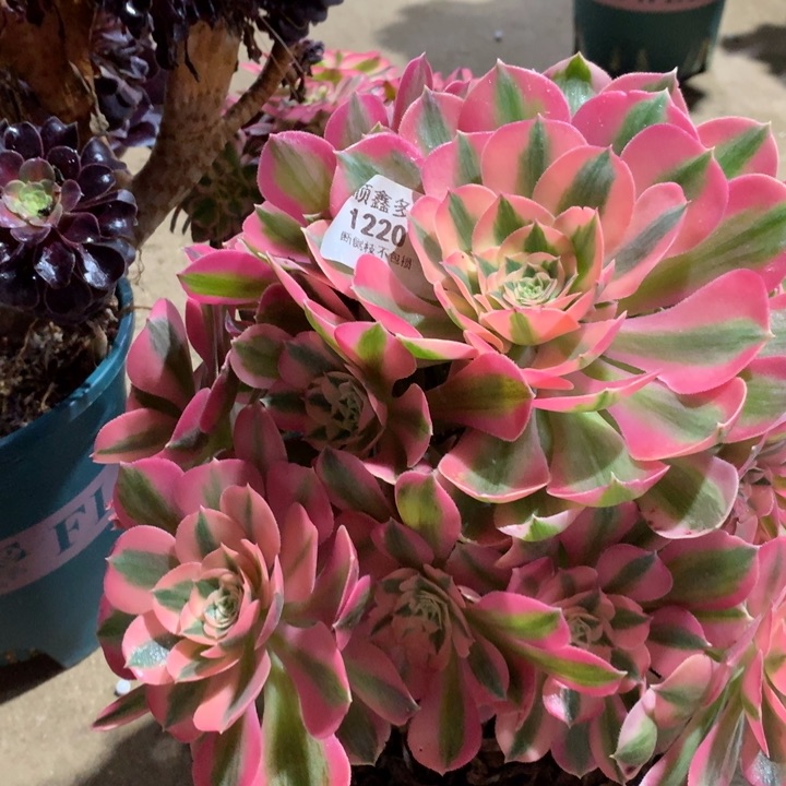 1220粉女巫多肉植物