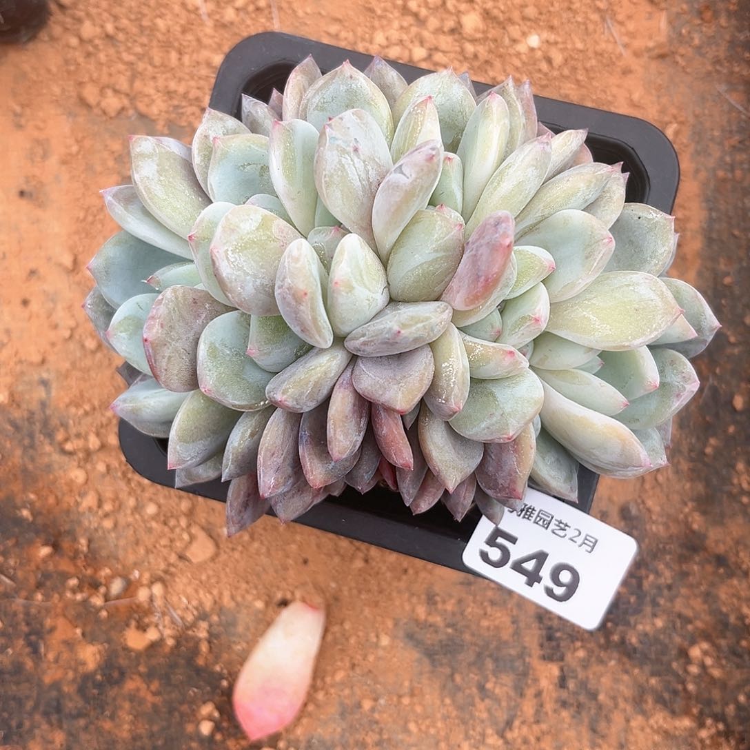 阿雅园艺。       549