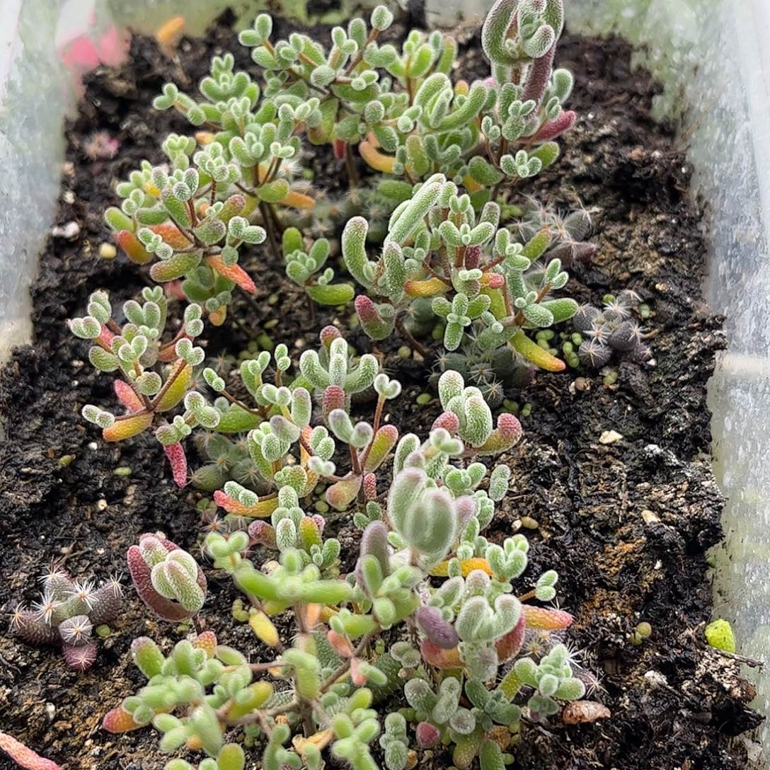 开***贝混播切糕优选枝干番杏