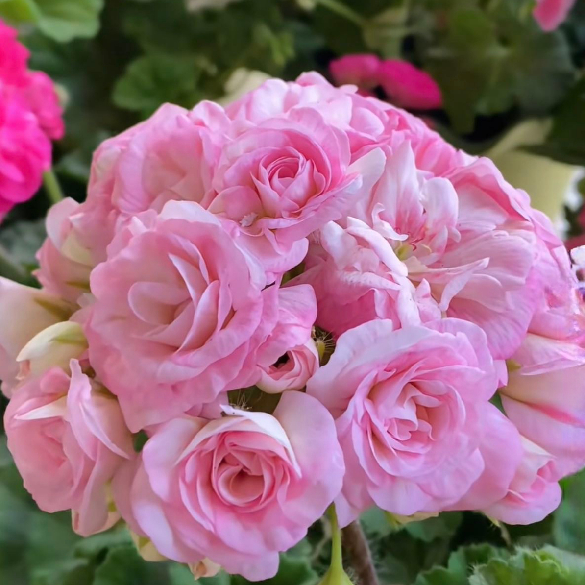 英柏家的天竺葵 格雷丝公主 花量大勤花四季开花阳台庭院花卉盆栽