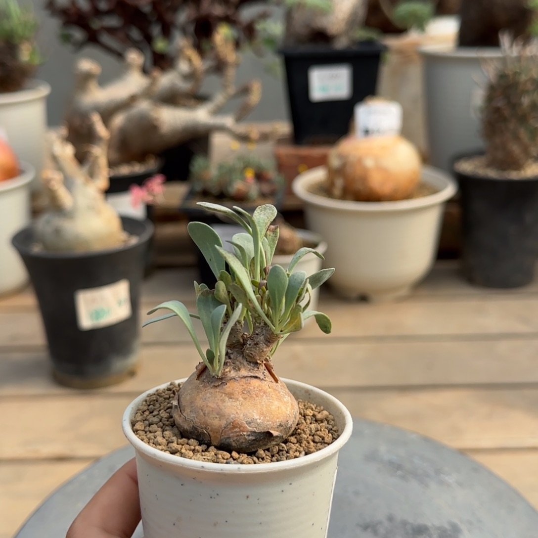 213开普敦不带盆发货