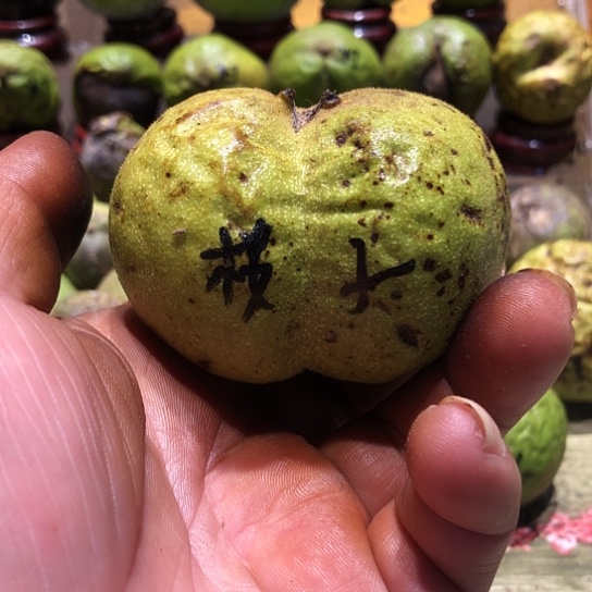 吊坠桃核核桃核桃