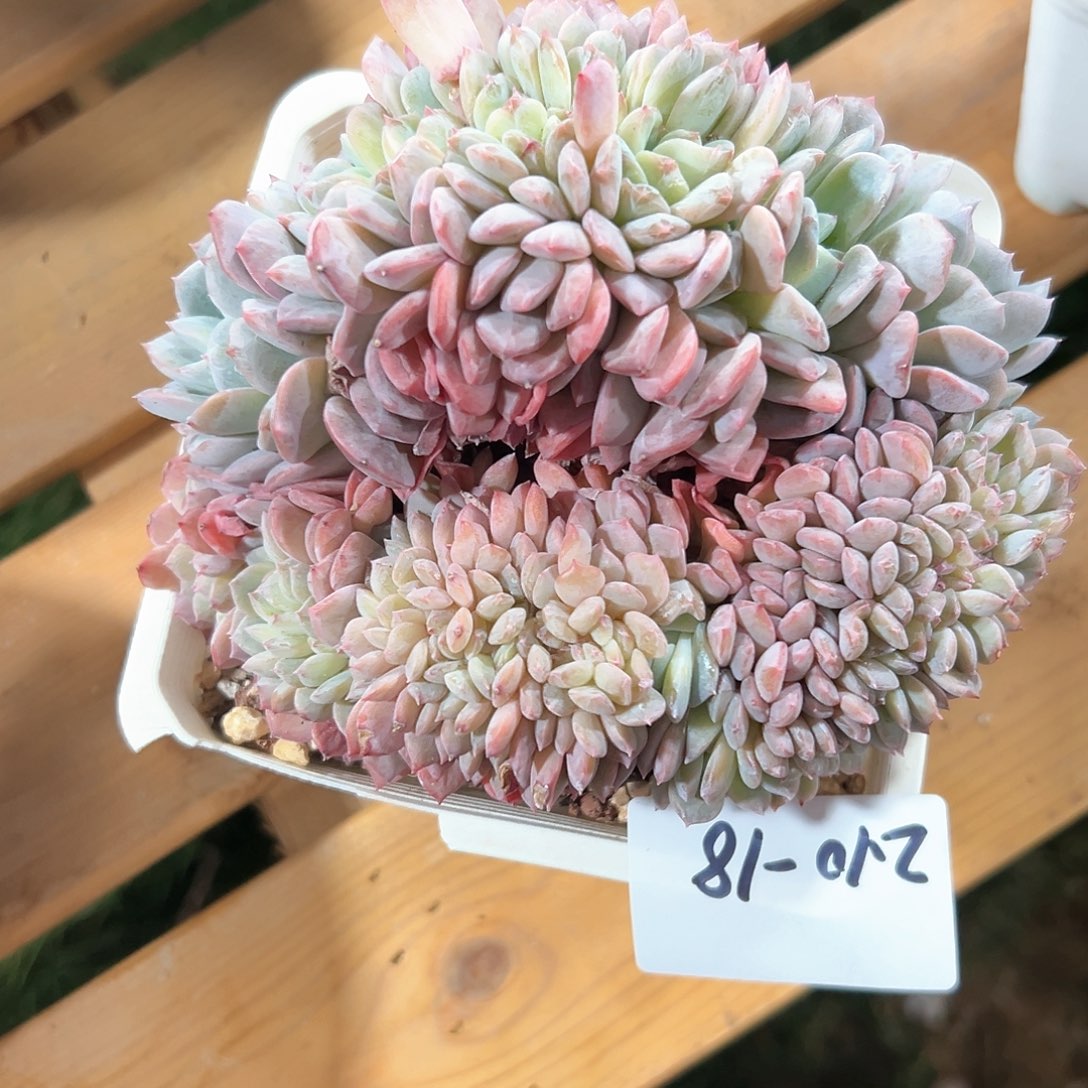 210-18红心冰魄多肉