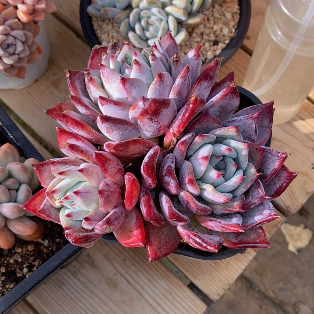 可问主播品种，下滑链接更多品种多肉选择