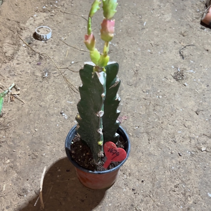 非***雁当前无花栽培后可以开花白羽毛1479