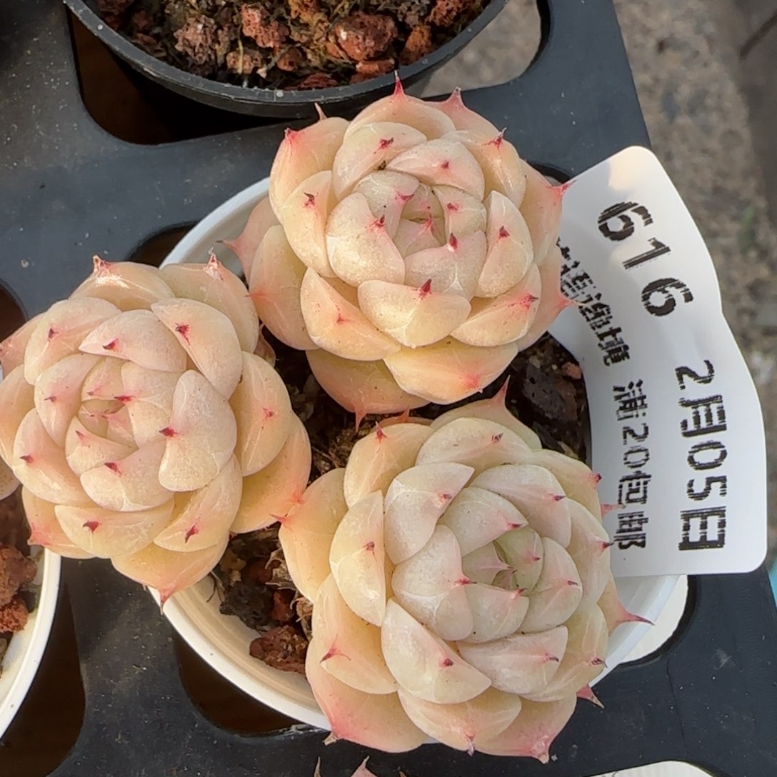 花语逸镜0205-616
