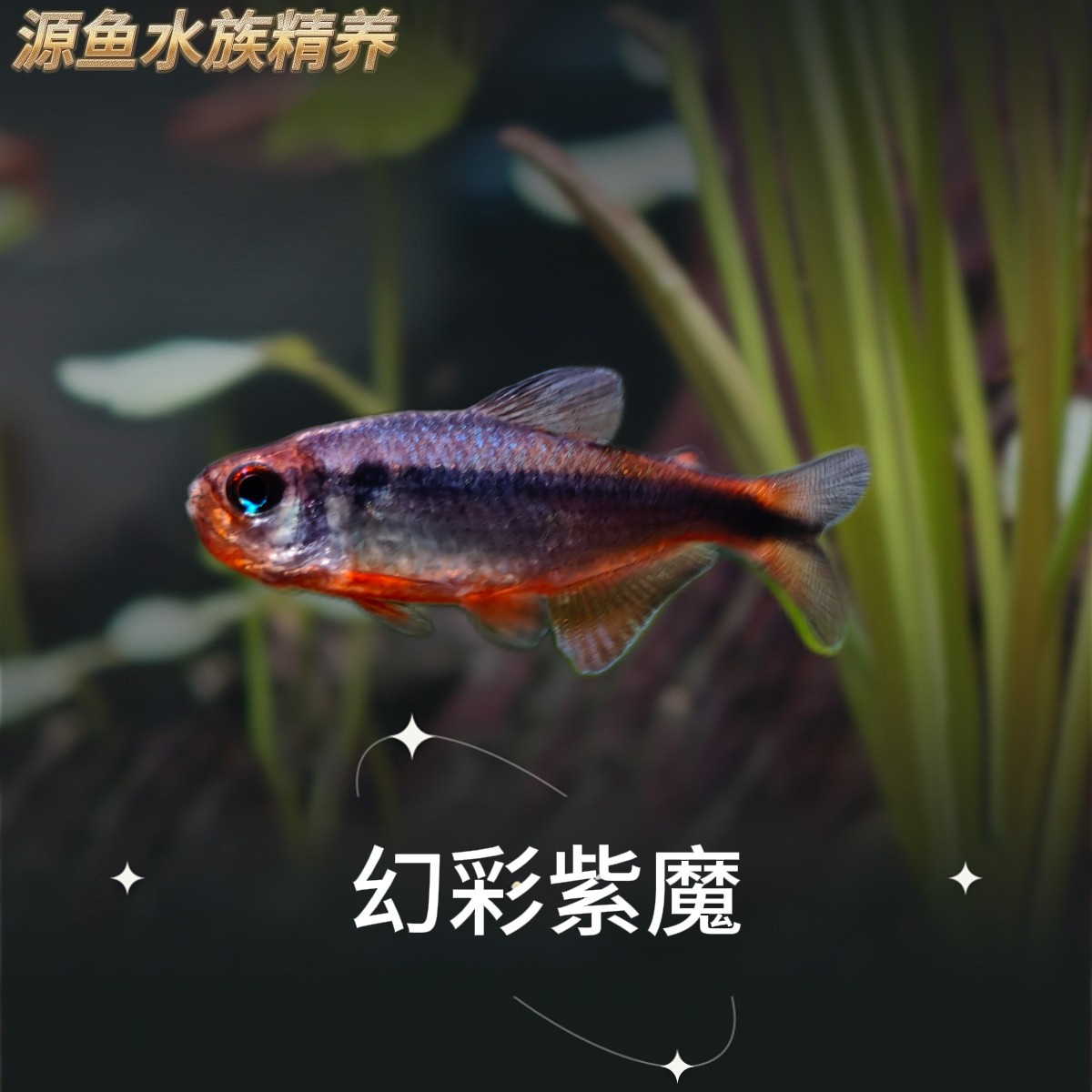 幻彩紫魔/热带鱼/观赏鱼/南美灯鱼/草缸/南美缸/不分公母