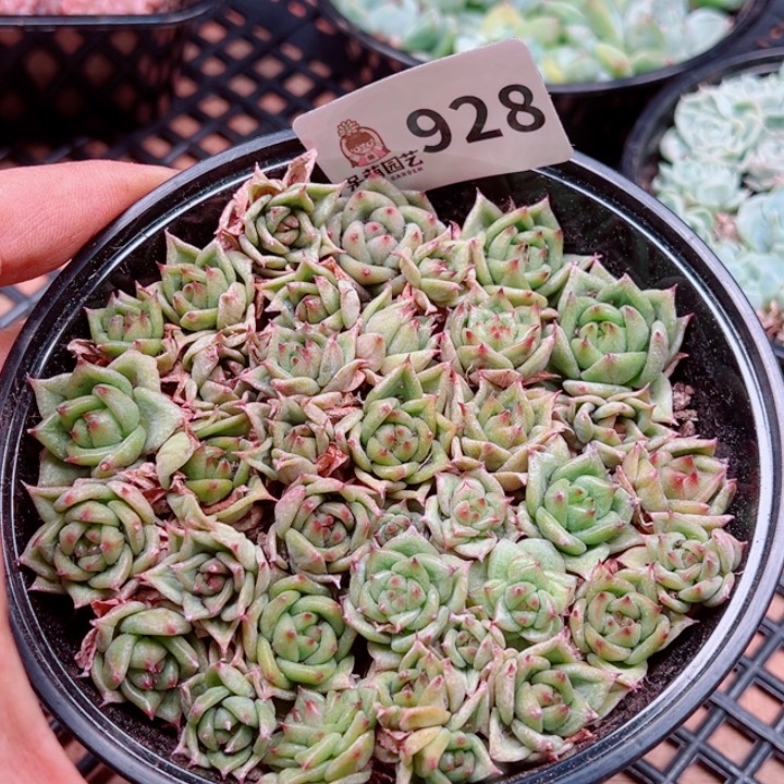 多肉植物多肉植物