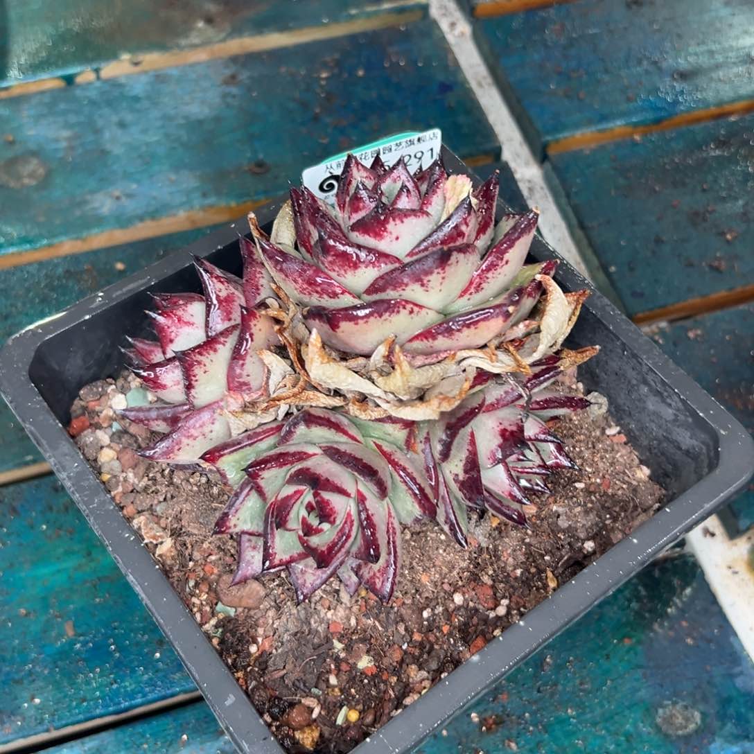 多肉一物一拍0125-291