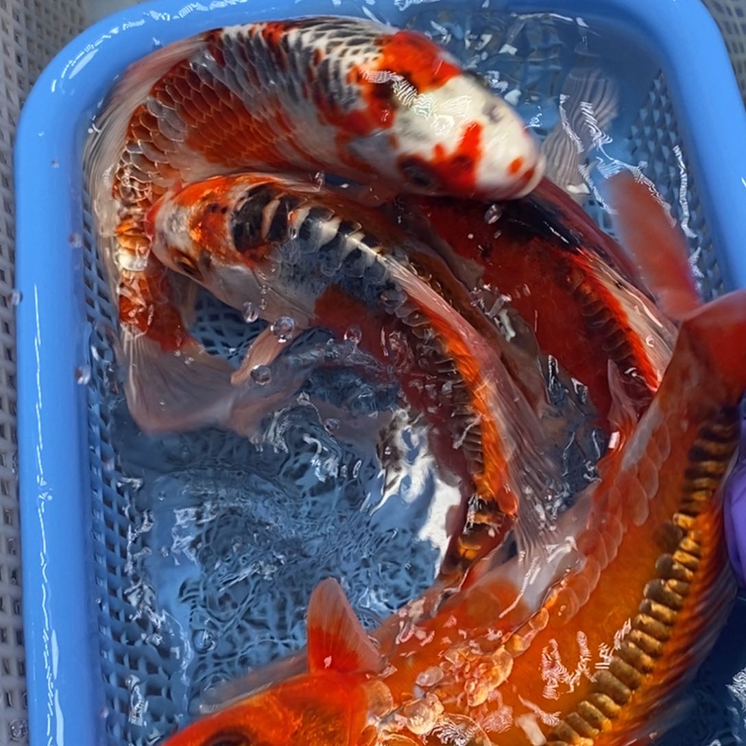 锦鲤冷水锦鲤包邮