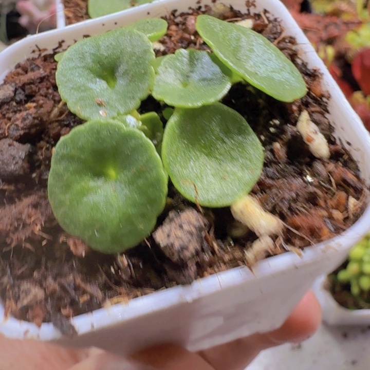 玉盃小雨伞王炸一颗