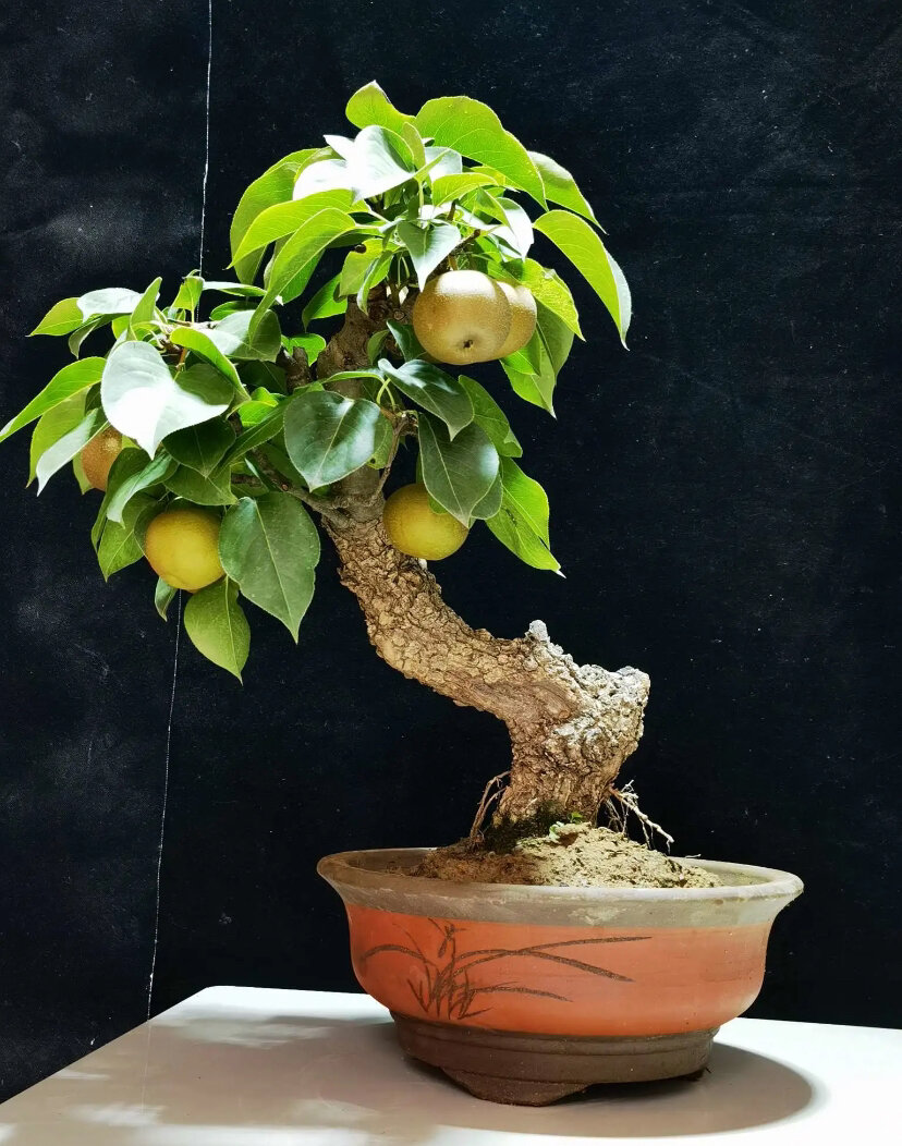 棠梨，山里红，甜茶，榔榆，原图不代表商品，随机发货，