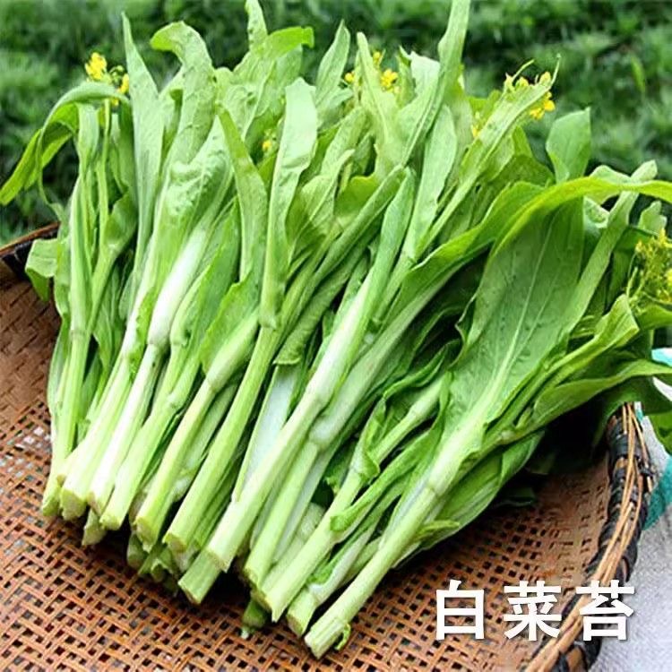 湖北天门农家新鲜 白菜苔 现摘现发
