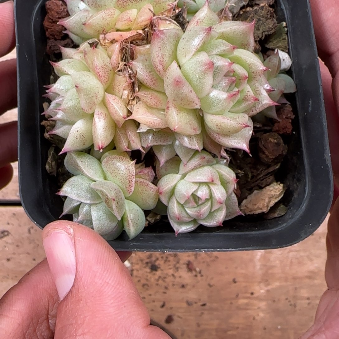 一物一拍麦秆珍妮04338