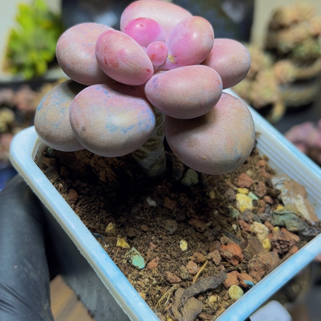 334桃蛋6.5厘米多肉