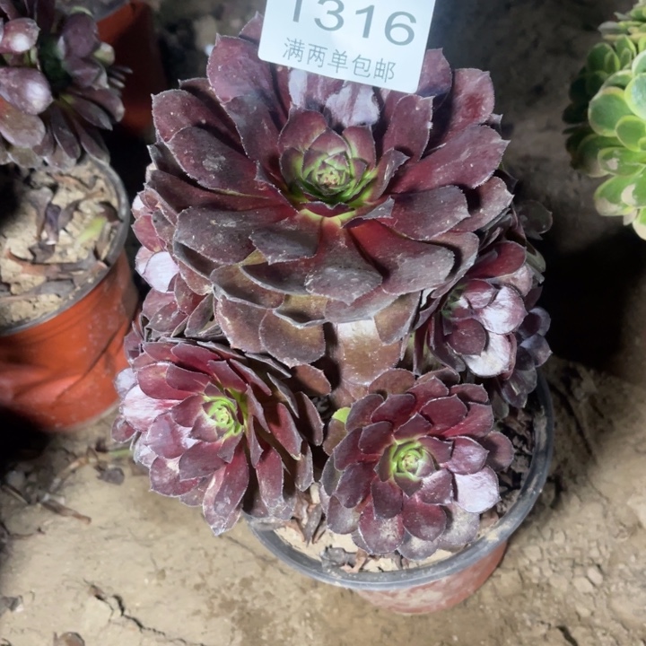 1316花花公子的人多肉