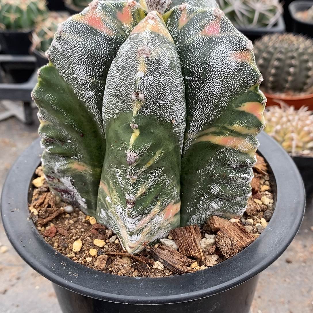 澈***自根鸾凤玉9公分左右一物一拍