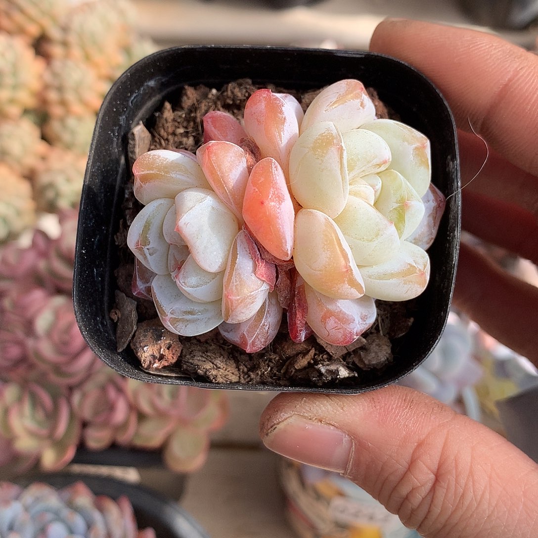 246雪瓷多肉一颗6厘米