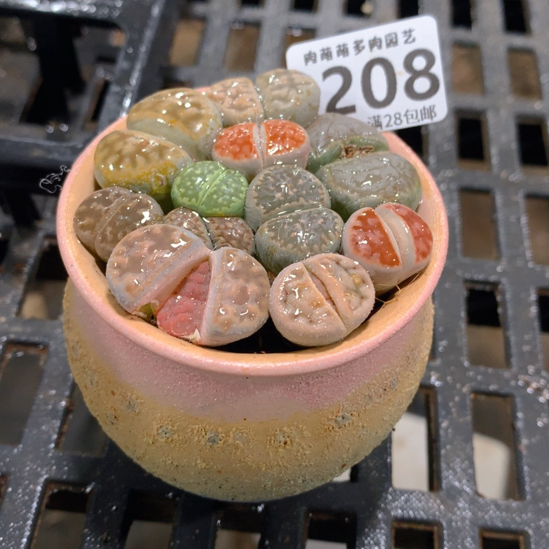 肉萌萌拇指盆精控多肉ZF208