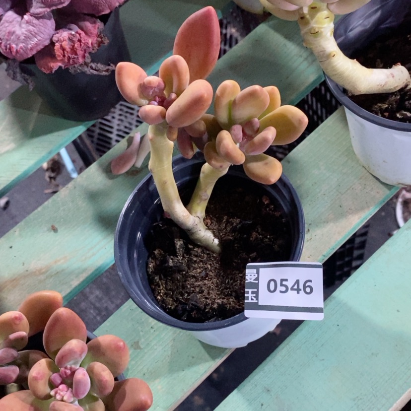 【闪购商品】芒果奶0546