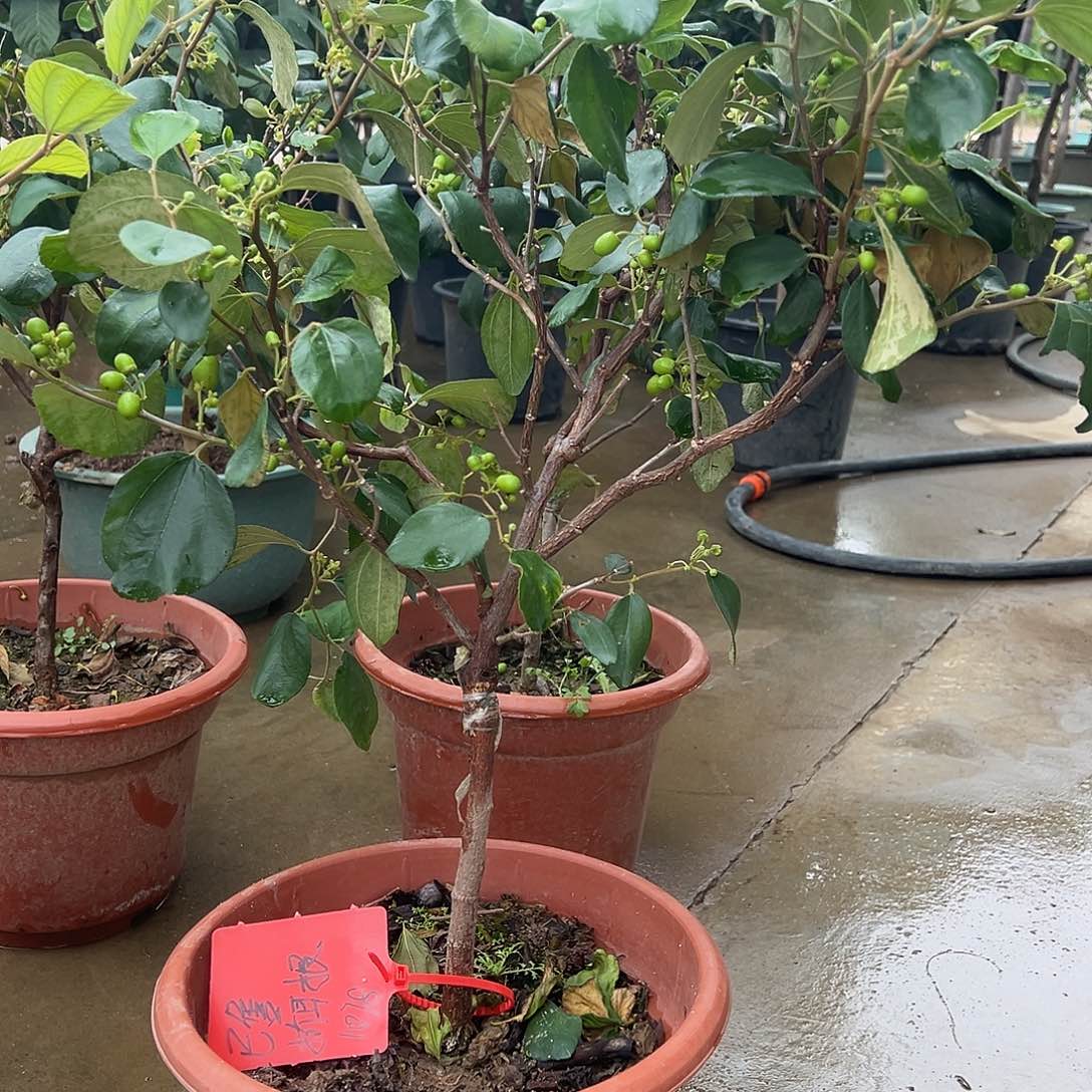 折***根完全开放苹果奶油枣