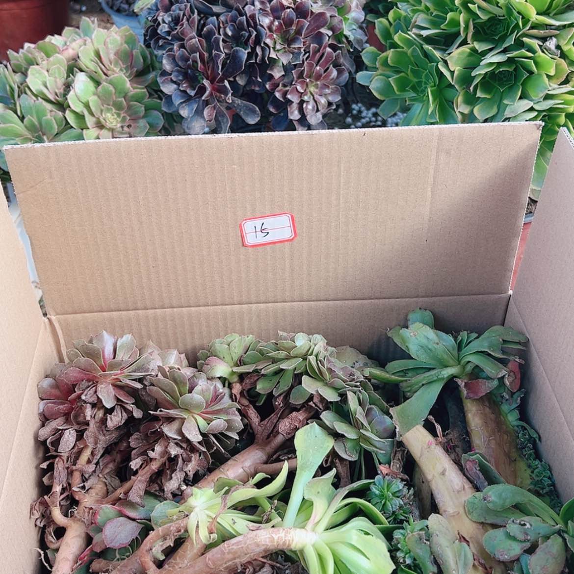 【闪购商品】无花朵东***。15号套餐无售后