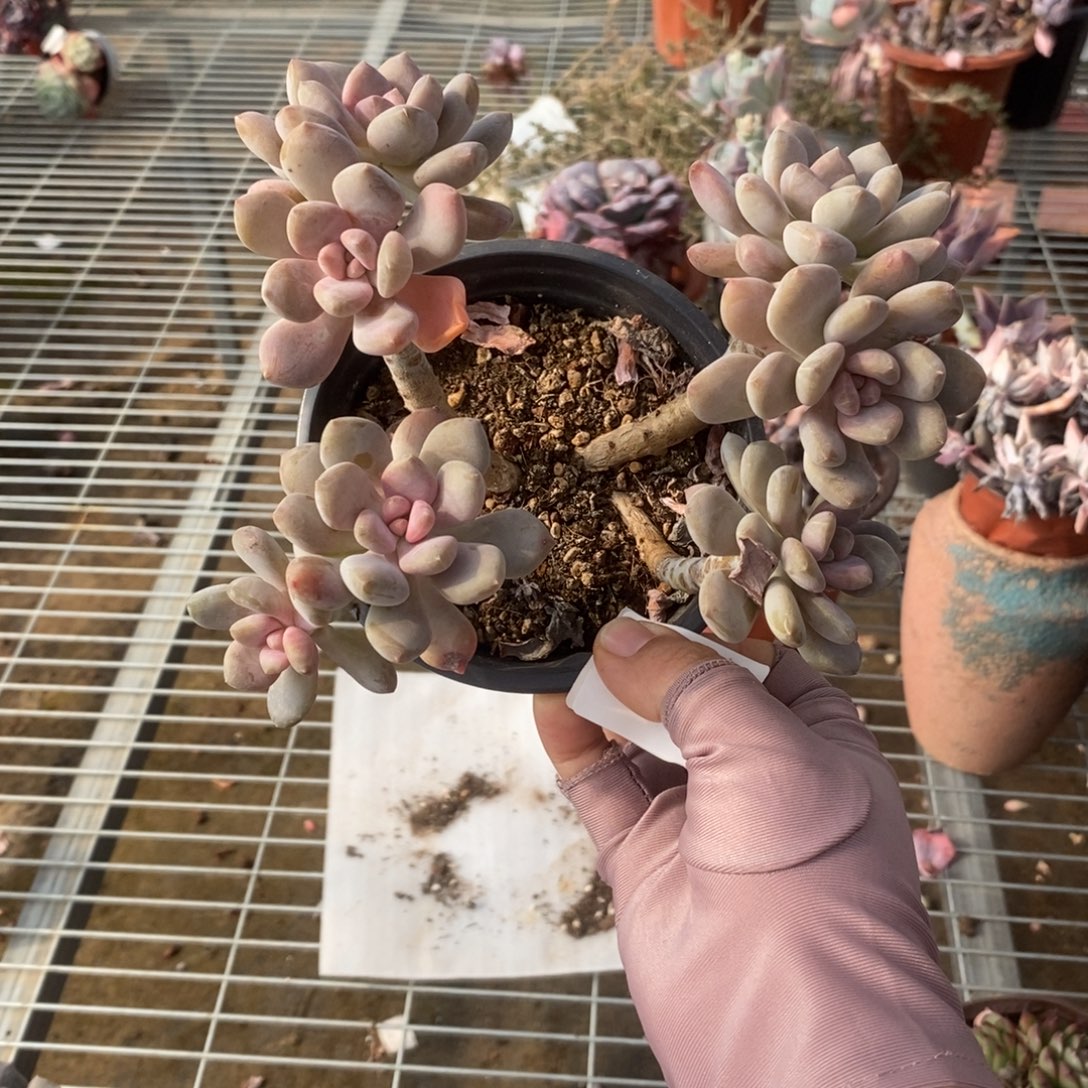 5586月美人一物一拍