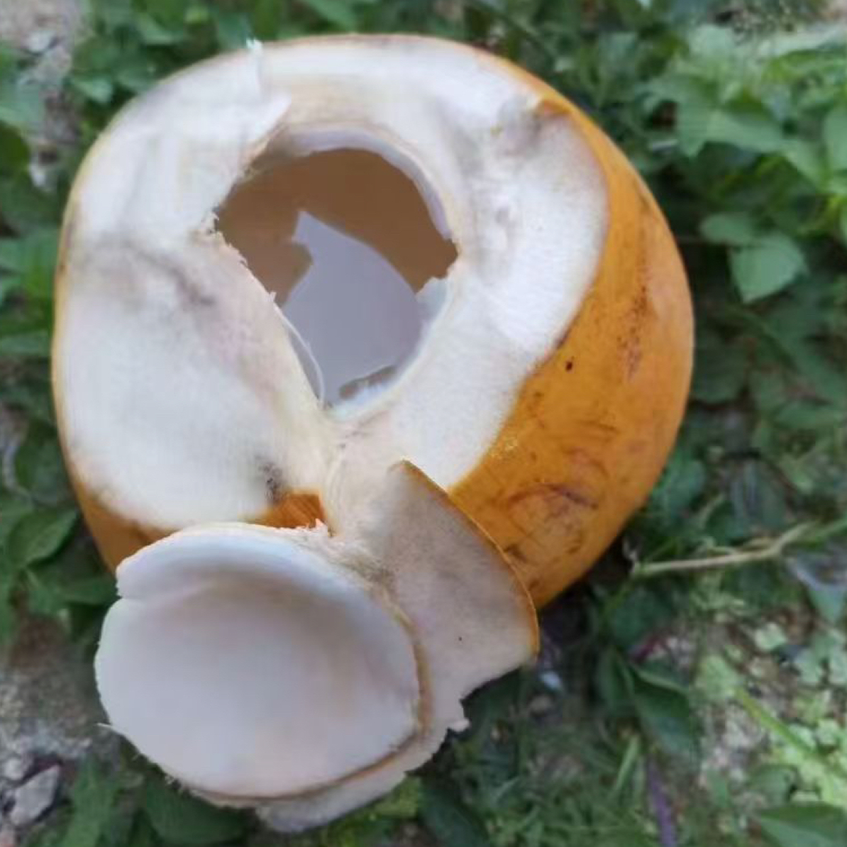 海南三亚特产带皮椰新鲜现摘香甜多汁肉厚清甜金椰子全国包邮