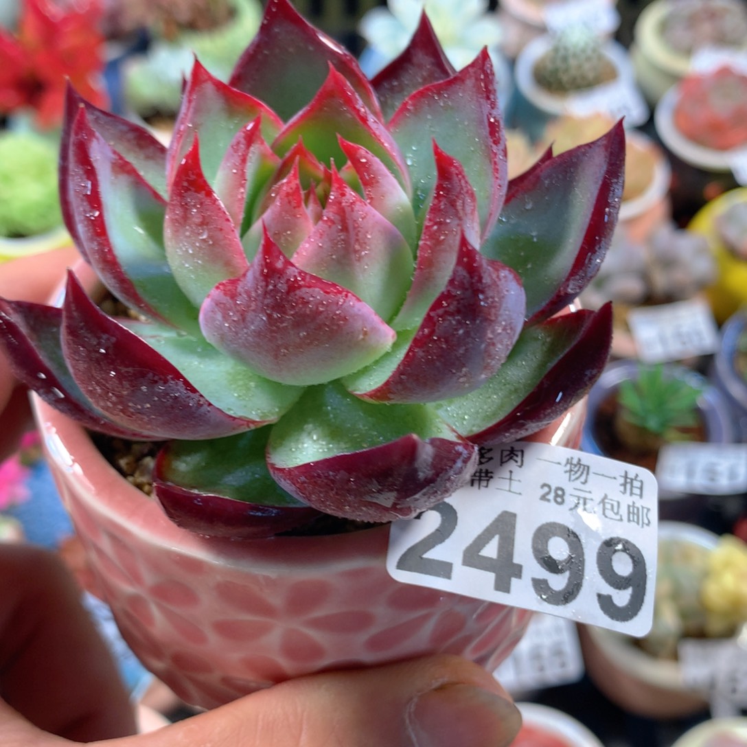 精控多肉植物2499