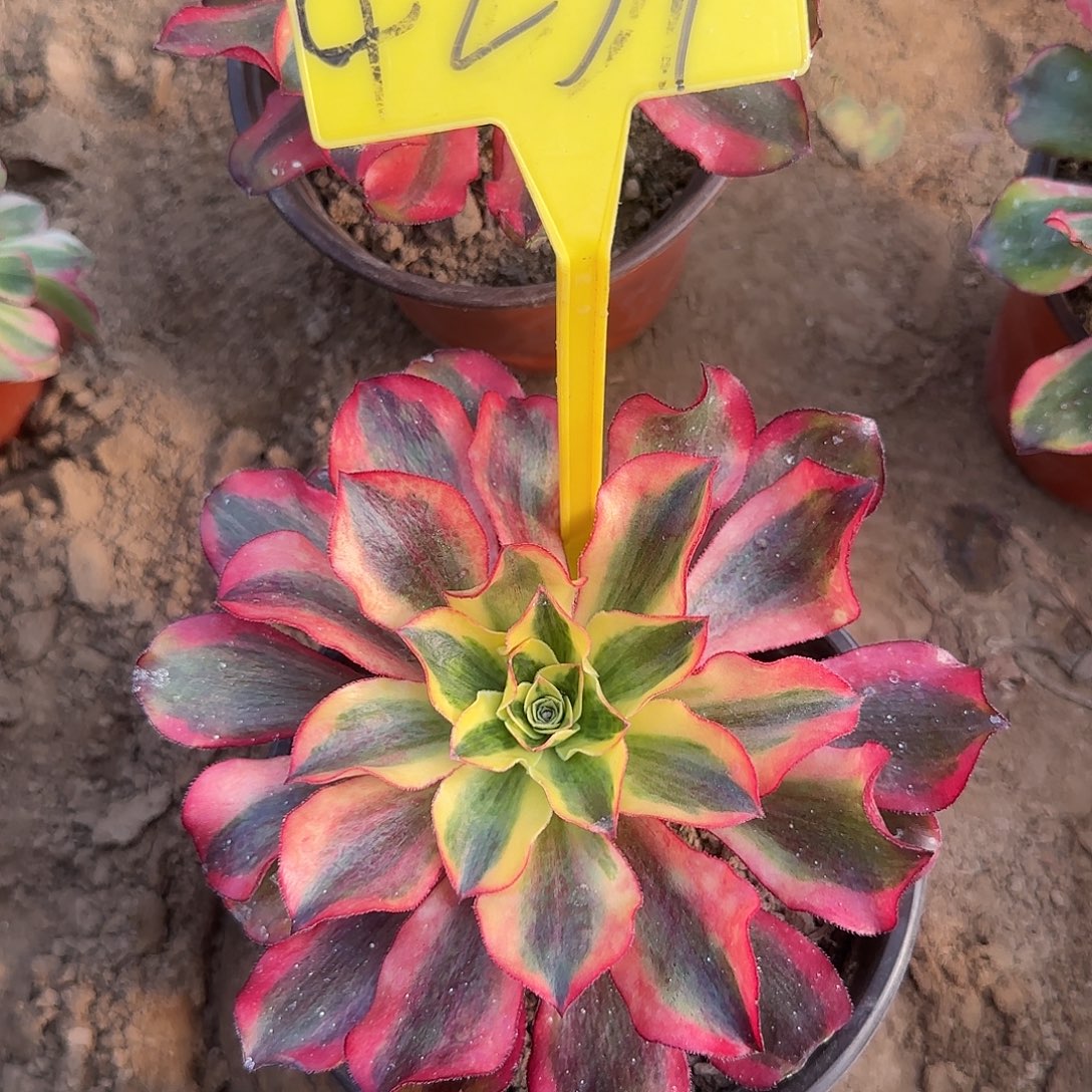 4239--魅影多肉植物