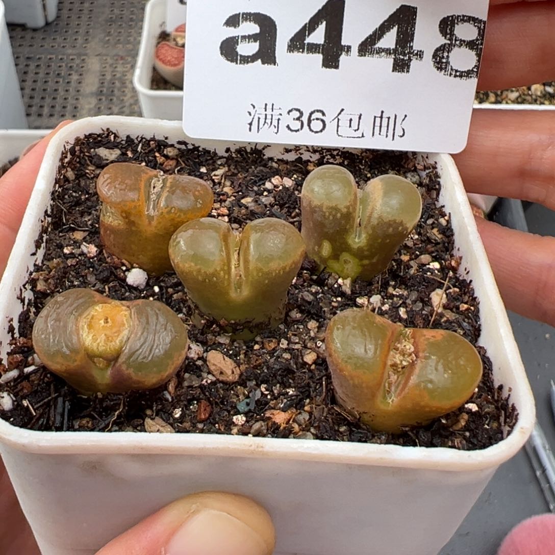 2.4好看的多肉448