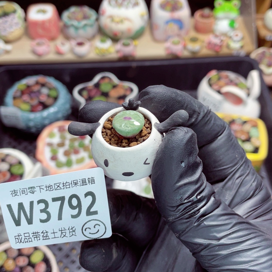 奥***特夜间零下地区拍保温箱w3792