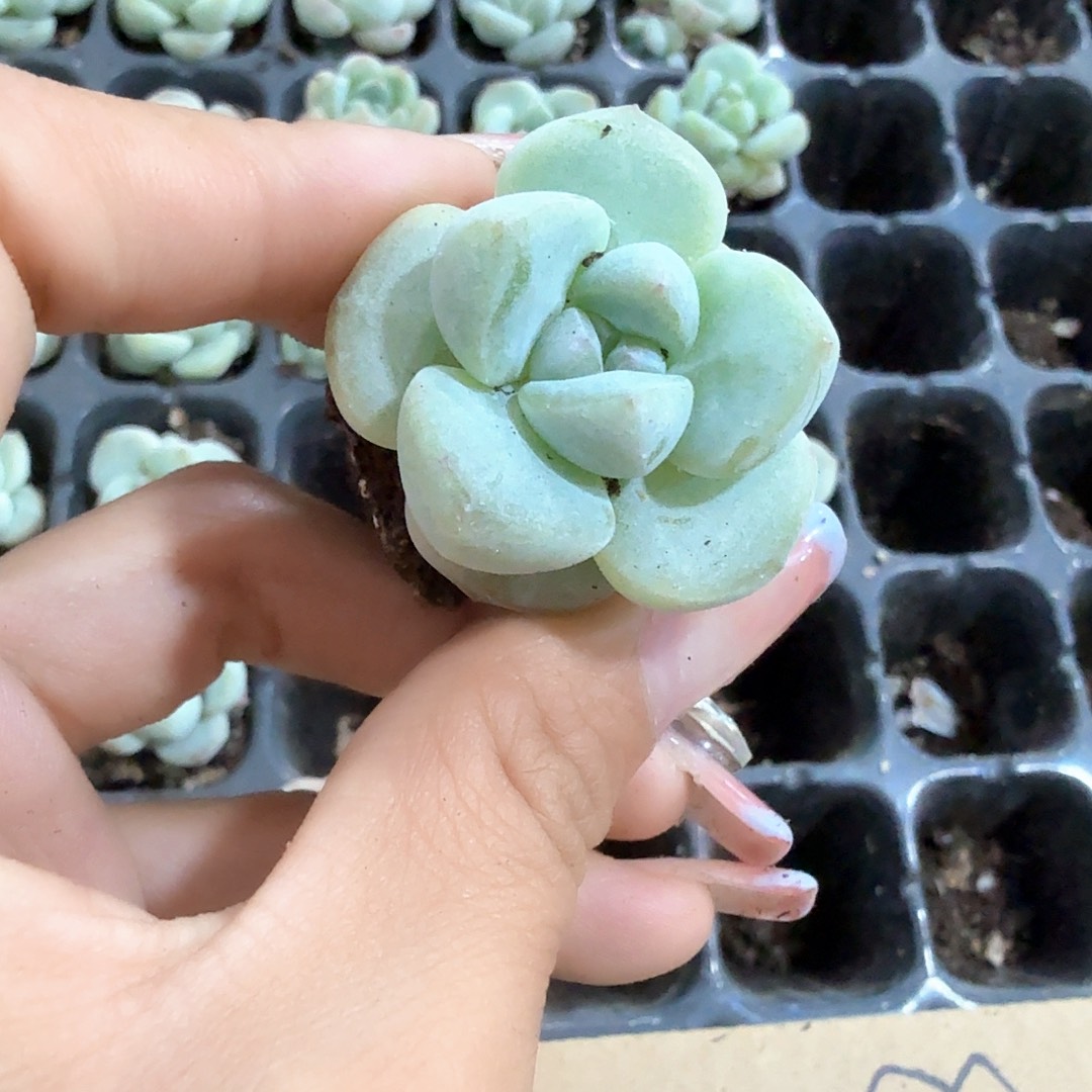 恩宠穴苗 3颗一组