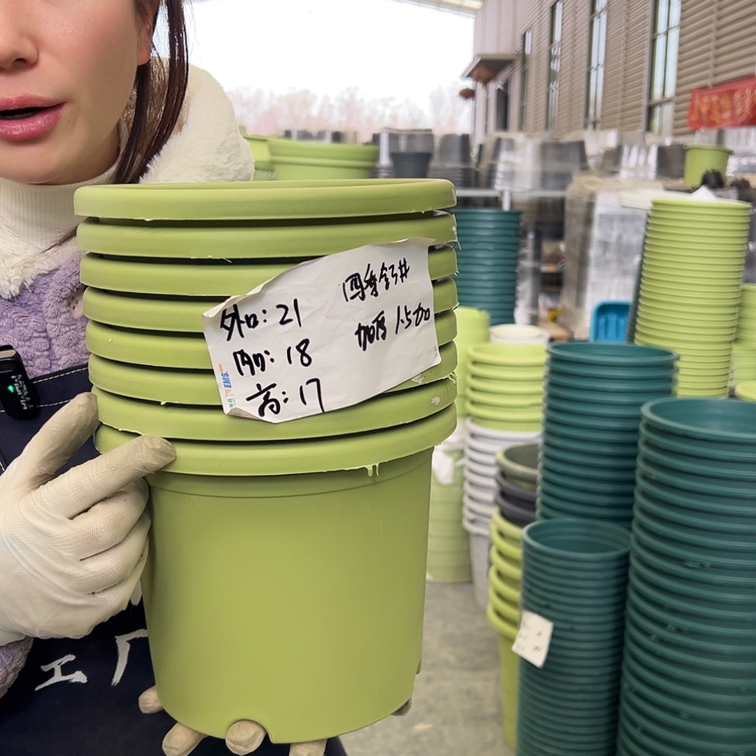 四季盆3#果绿10个无托