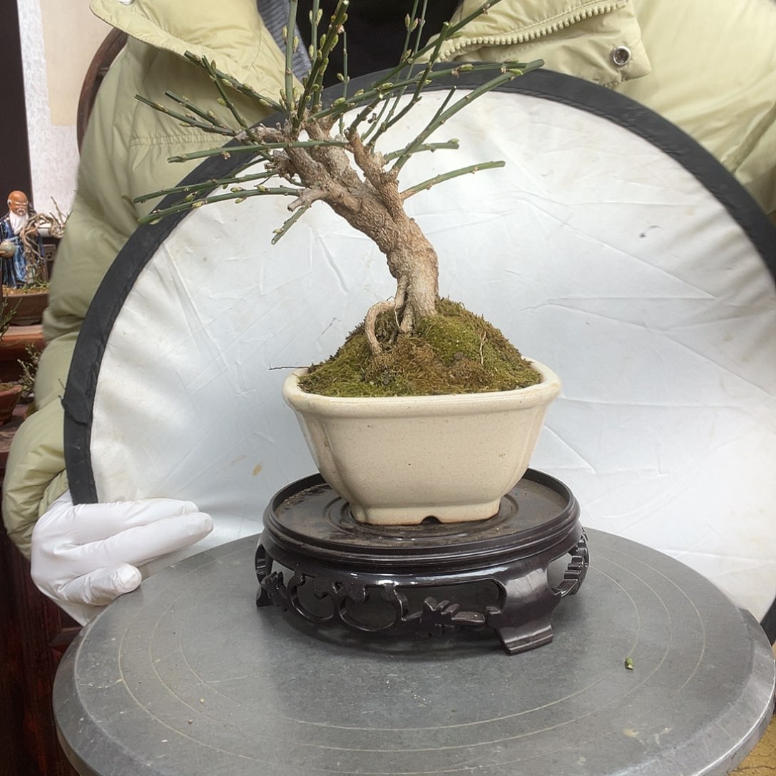 无花朵迎春花开的