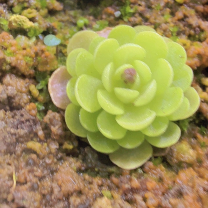 爱丽丝捕虫堇王炸一颗