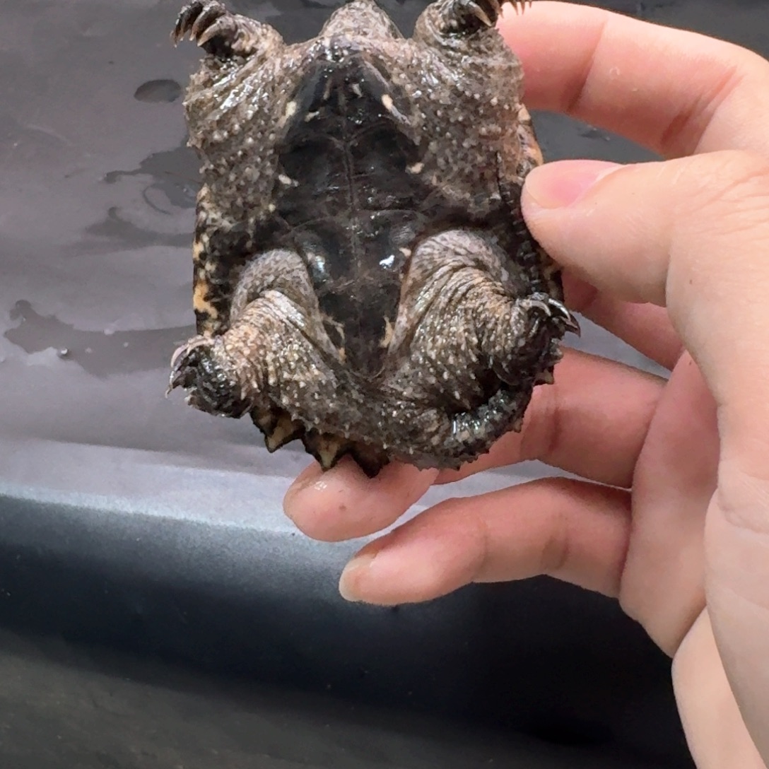 宠物龟不分公母111